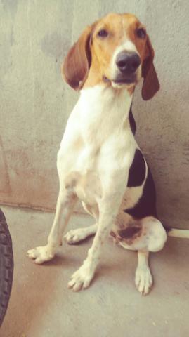 Vendo Cachorra Americana