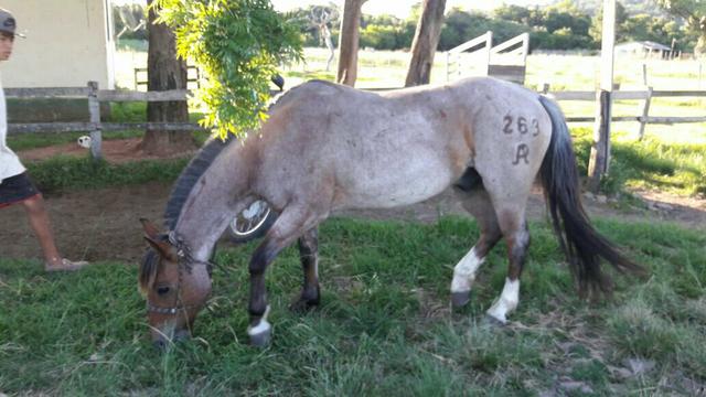 Vendo Cavalo Crioulo Puro