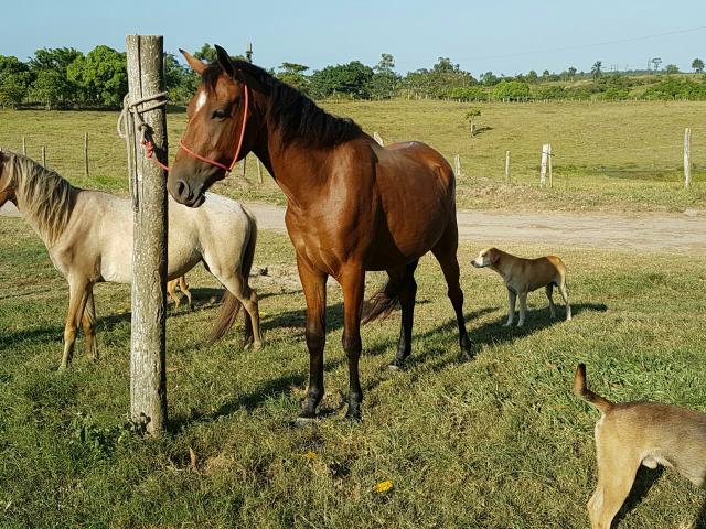 Cavalo/ Piquira/ Égua