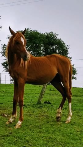 Cavalo árabe (Potro)