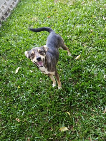 Chamase sorriso! fox terrier mestiça!! lindaa!