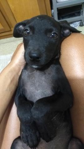 Doação de cachorro mestiço