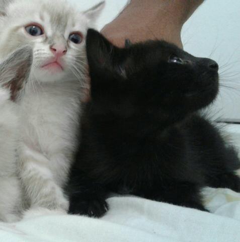 Gatinhos para doação