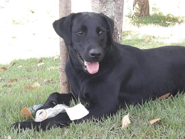 Labrador