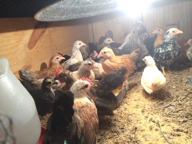 Nagazaki franguinhos