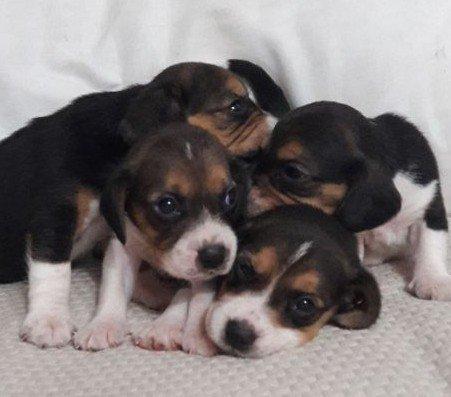 Ninhada de beagle