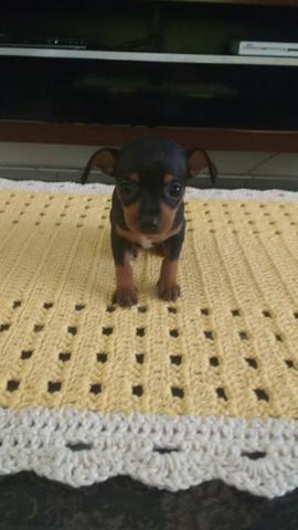 Pinscher