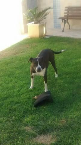 Pitbull satarforshaire terrier