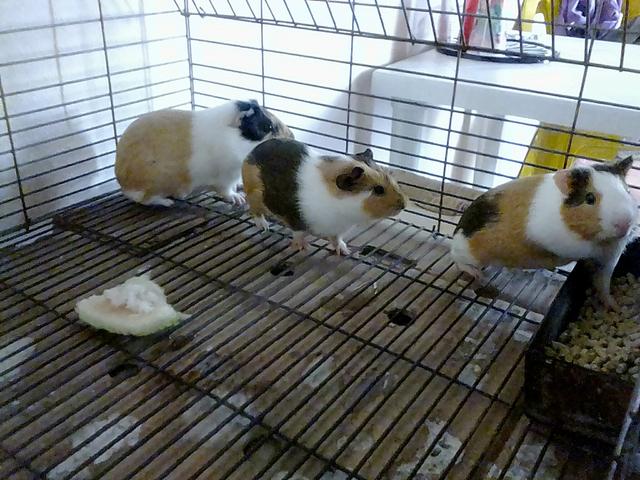 Vende-se prear individual ou casal