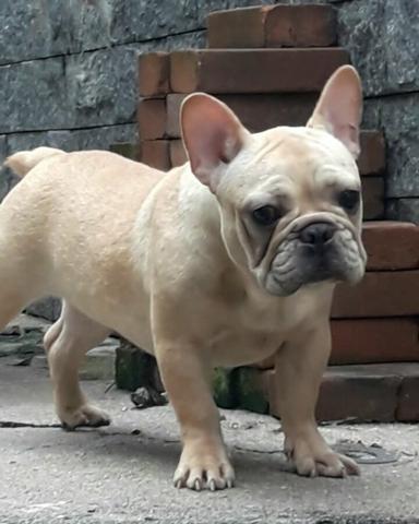 Bulldog Francês 6 meses