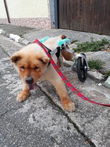 Cadeira de roda para cães de médio a grande porte