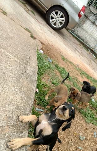 Doação cachorrinhas - Sapucaia do Sul/RS