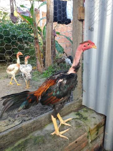 Franguinho poloco caboco procedência muito boa