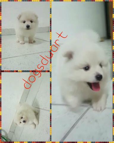 Lulu da Pomerânia macho