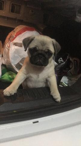 PUG (macho) ?
