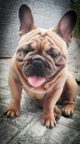 Padreador Exótico (Cobertura)