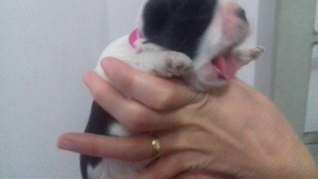 Shih Tzu shytzu fêmea