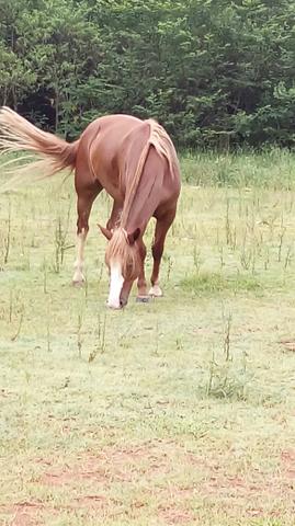 Égua crioula marcada