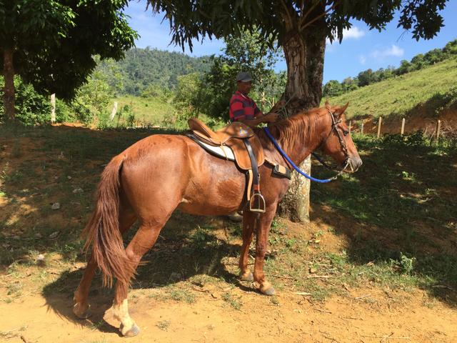 Cavalo Mangalarga com quarto de milha