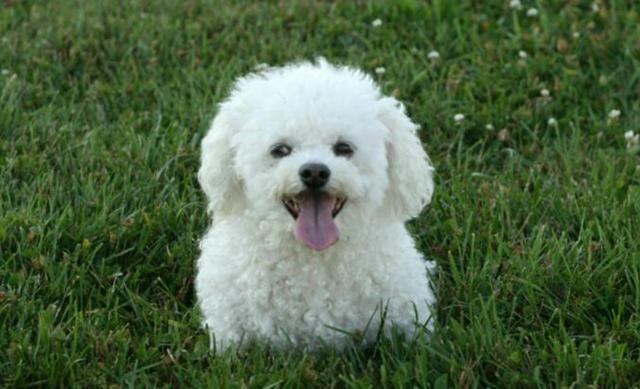 Compro Poodle Toy Fêmea