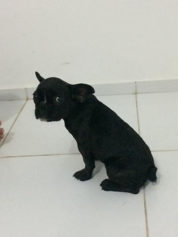 Linda buldog francesa