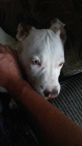 Pitbul enteiro branco com 4 meses vendo ou troco