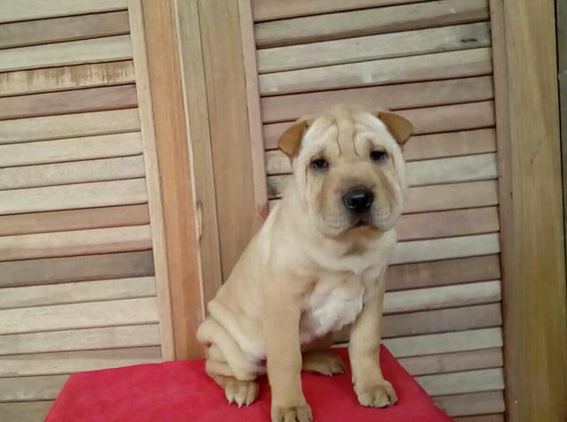 Shar pei feminhas em 12x de 