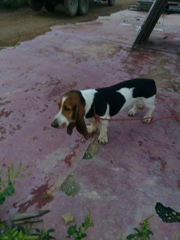 Vendo esse casal de cachorro da raça Bassett hound interessado ligar 