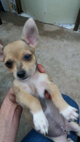 Vendo pinscher