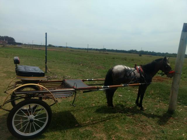 (Charrete)Cavalo de sela e Charrete