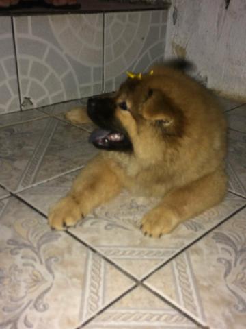 Chow chow 2 meses
