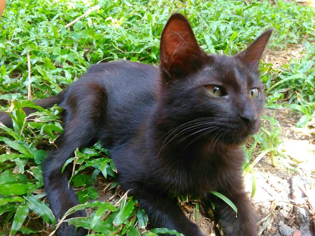 Doa-se duas gatinhas