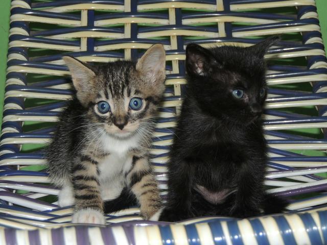 Doando esses dois bebês, lindinhos e fofinhos