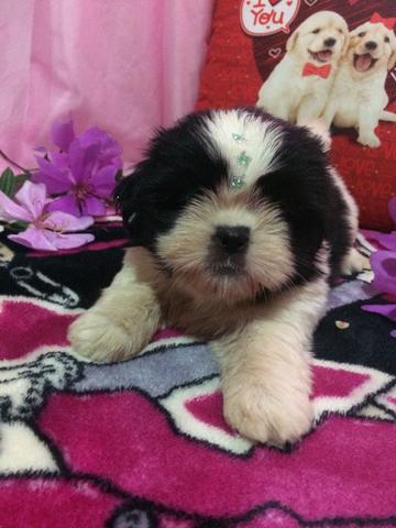 Fêmea Shitzu