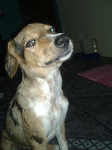 Linda cadelinha p adoção responsavel !