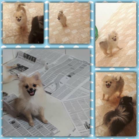 Macho Spitz Alemão laranja com 4 meses