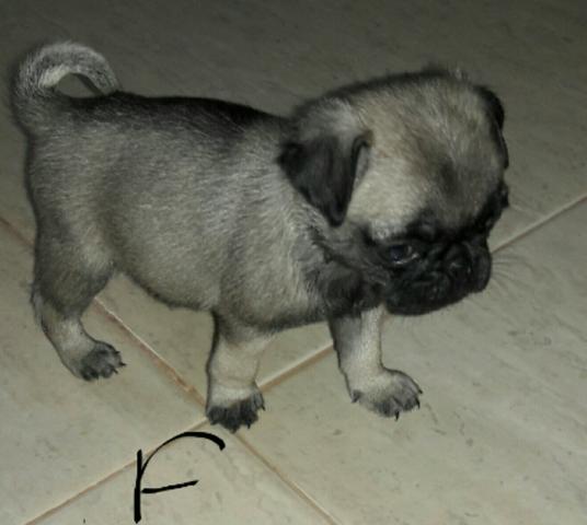 Pug femea