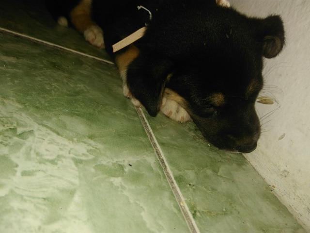 Rottweiler misturada