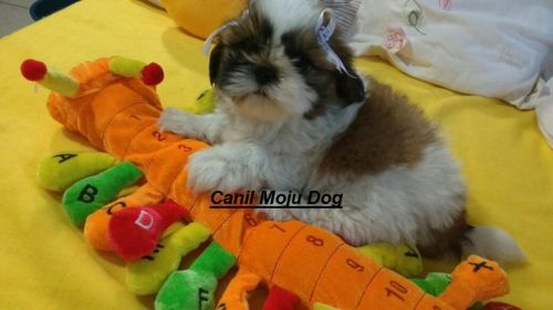 Shih tzu femea Canil Moju Dog  em 12x pedigreevacina 11