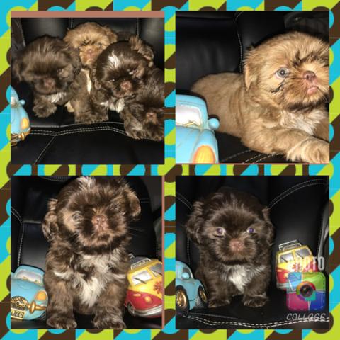 Shitizu Macho Disponíveis