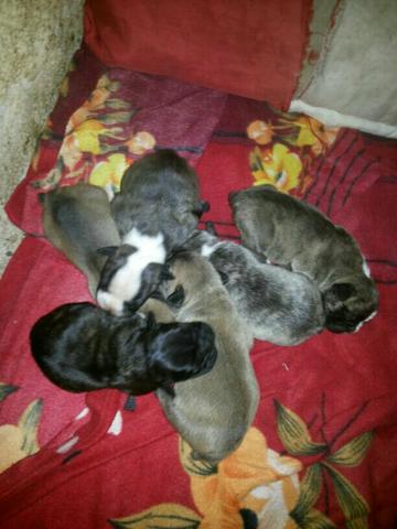 Vende-Se bulldogs (mestiço) francês com campeiro