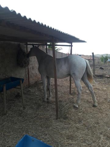 Vendo Linda Égua