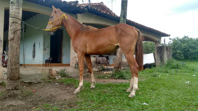 Vendo potra mangalarga