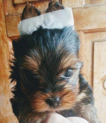 Yorkshire terrier macho mini (12x no cartão de credito)