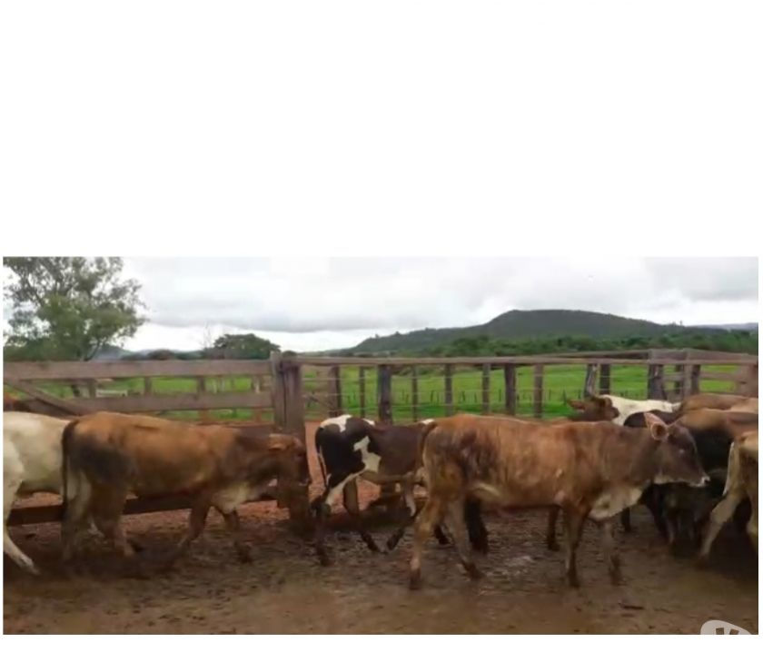 152 Novilhas de Cruzamento Industrial