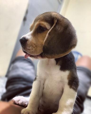 Beagle