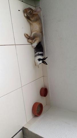 Doando 3 coelhos