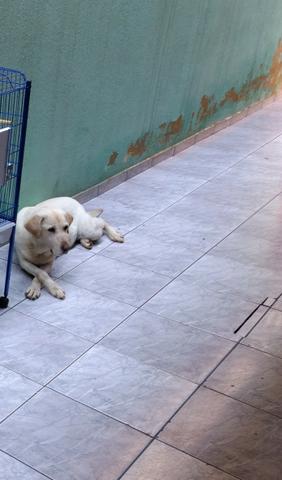 Doação Labradora Fêmea Urgente