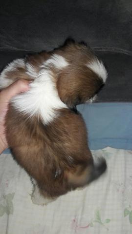 Fêmea micro Shihtzu
