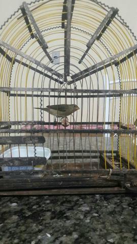 Gaiola pequena usada com bigode